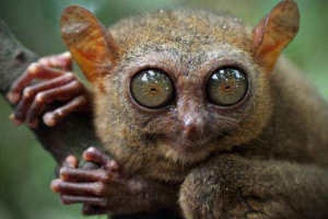 Розповідь! Цікаві факти про ці несподівано дивні примани Розповідь! Цікаві факти про ці несподівано дивні примани